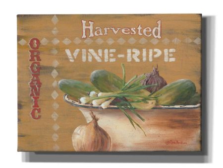 Vine Ripe  by Pam Britton, Canvas Wall Art Online