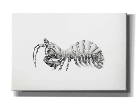 Peacock Mantis Shrimp  by Avery Multer, Canvas Wall Art Online Sale