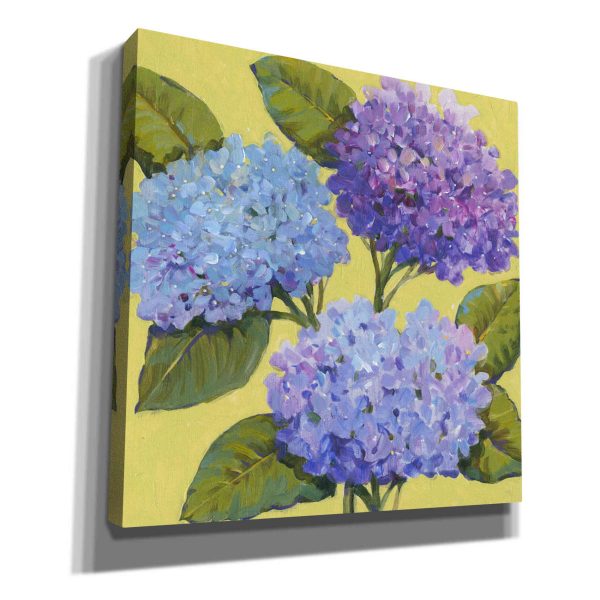 Spring Hydrangeas I  by Tim O Toole, Canvas Wall Art Supply