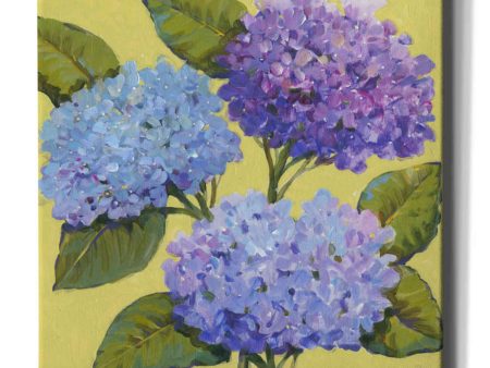 Spring Hydrangeas I  by Tim O Toole, Canvas Wall Art Supply