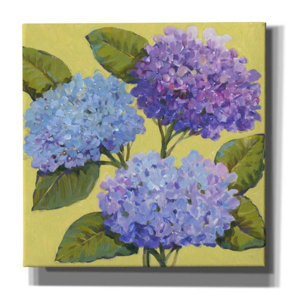 Spring Hydrangeas I  by Tim O Toole, Canvas Wall Art Supply