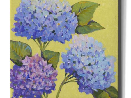 Spring Hydrangeas II  by Tim O Toole, Canvas Wall Art Cheap