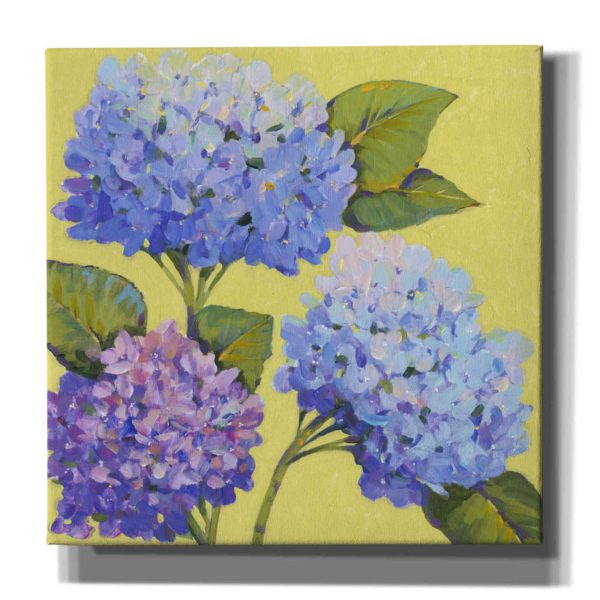 Spring Hydrangeas II  by Tim O Toole, Canvas Wall Art Cheap